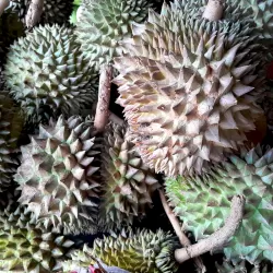 Durian at Bacolod Pages