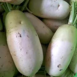Korean radish at Bacolod pages