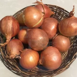 Onion white 