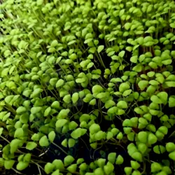 Sweet Basil Microgreens