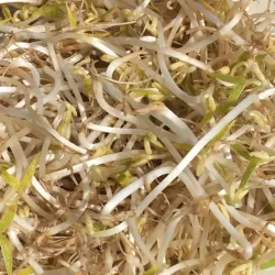 Tauge - Sprouts (kg)