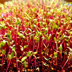 Beetroot sprouts at Bacolod Pages