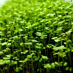 Micro greens - broccoli sprouts