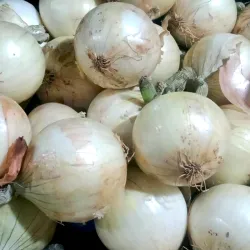 Onion White Local at Bacolodpages