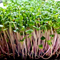 Radish Sprouts at Bacolod Pages