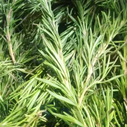 Fresh Rosemary at Bacolod Pages