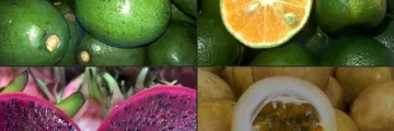 Seasonal Fruits Bacolodpages