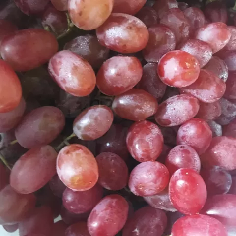 Red Grapes Seedless at Bacolodpages