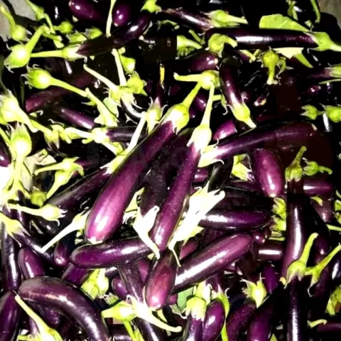 Eggplant at Bacolodpages fruits and vegetables