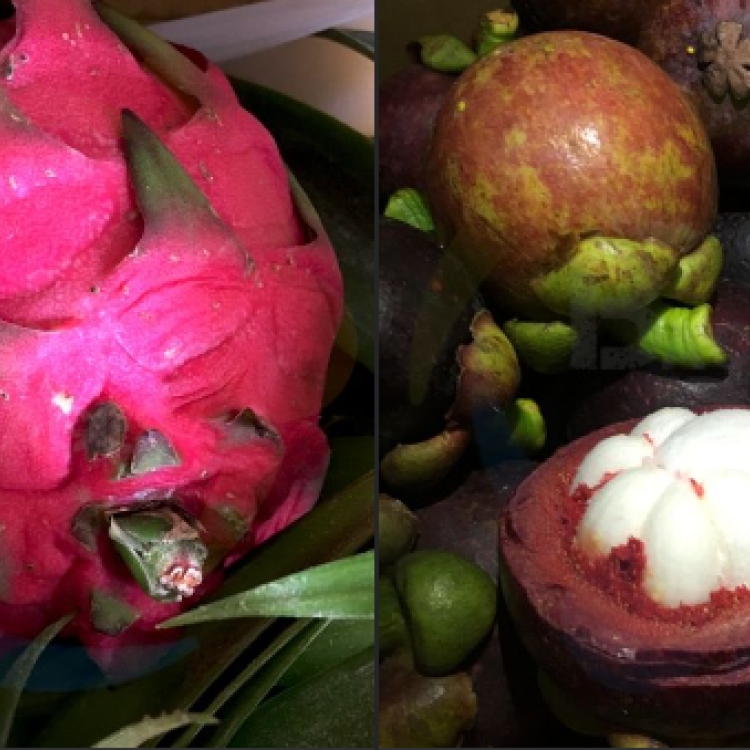 Dragon Fruits and Mangosteen Bacolod Pages